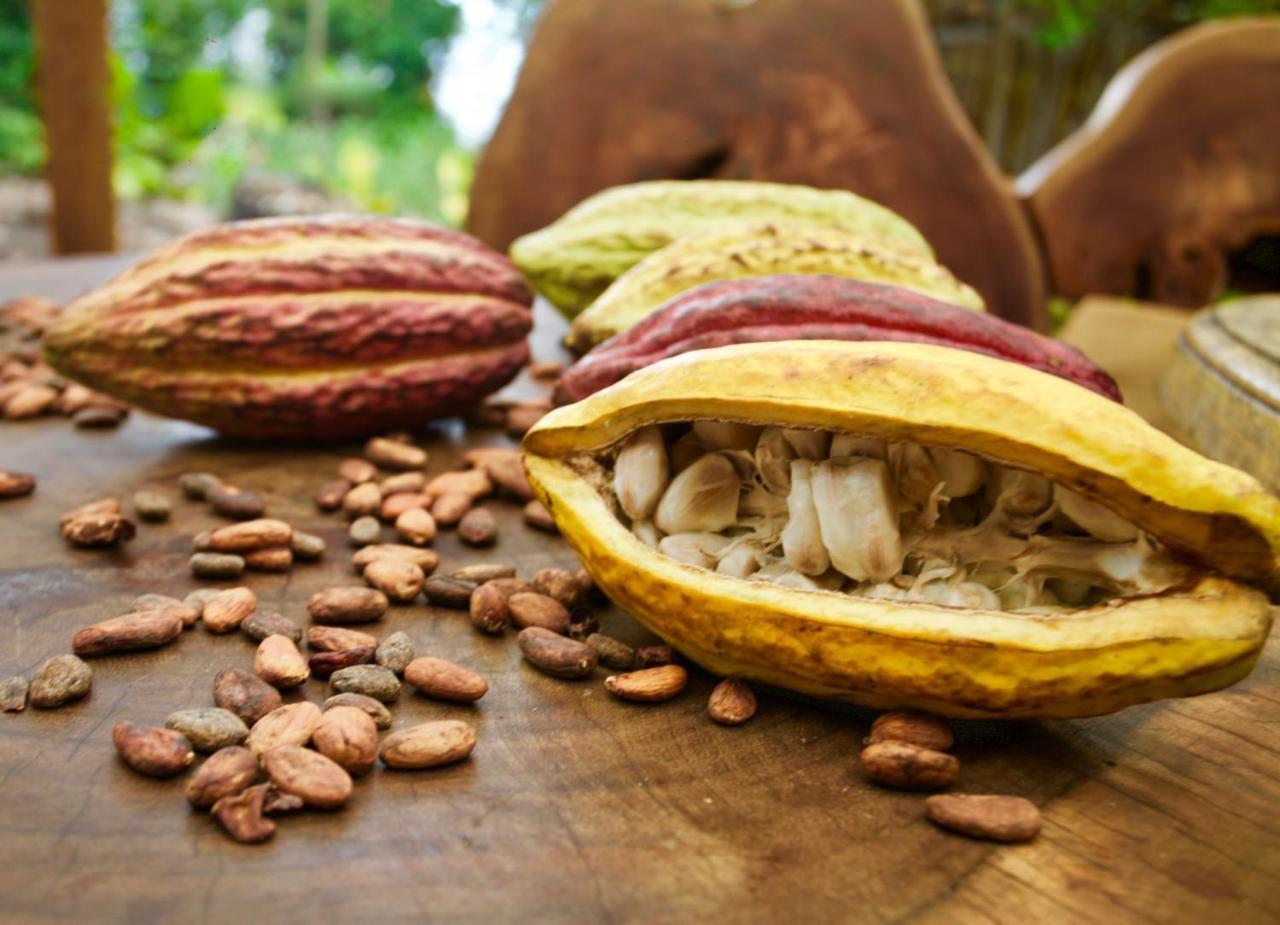 El Pital, Chocolate Paradise Balgue المظهر الخارجي الصورة